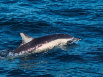 Common Dolphin breaking the surface