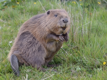 Beaver at the Cornwall Beaver Project