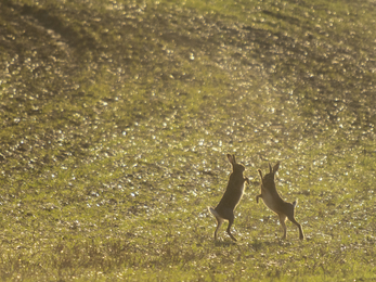 Boxing hares during mating season