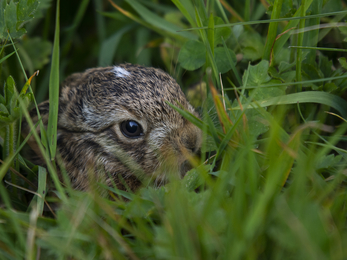 A tiny leveret amongst the grass