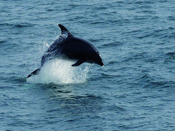 Bottlenose Dolphin jumping by Adrian Langdon