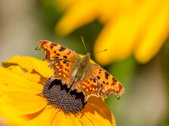 Comma Butterfly by Sue Earnshaw