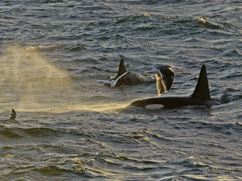 Orca in the evening light by Chris Gomersall/2020VISION