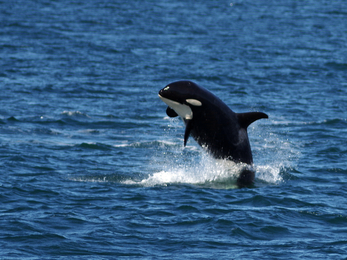 Orca splash by Gillian Day