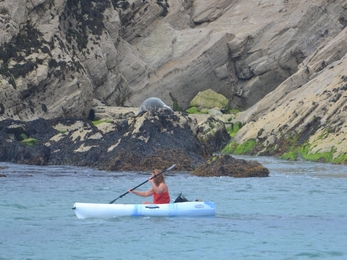 Kayaker getting too close to grey seal (Image by Atlantic Diving)