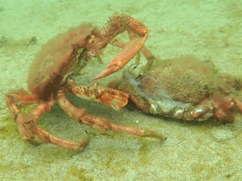 Moulted spider crab, Image by Matt Slater and Seasearch Cornwall