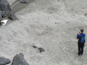 Seal pup disturbance, Image by Dan Jarvis/British Divers Marine Life Rescue