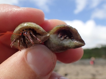 St Piran's Crab (Left) and Common Hermit Crab (Right), Image by Shoresearch Cornwall