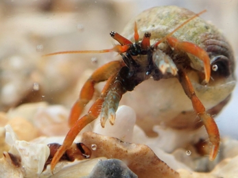 St Piran's Crab rediscovered in Falmouth in 2016, Image by Shoresearch Cornwall