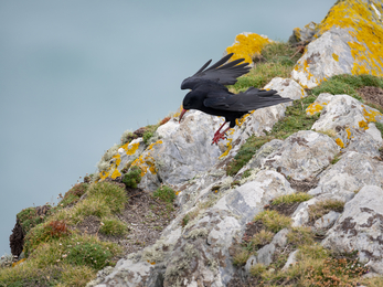 Chough, Image by Adrian Langdon (featured in Cornwall Wildlife Trust's 2022 Wild Cornwall Calendar)