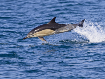 Common Dolphin, Image by Tony Mills (featured in Cornwall Wildlife Trust's 2022 Wild Cornwall Calendar)