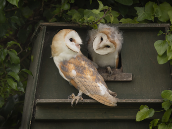 Barn Owlets, Image by Adrian Langdon (featured in Cornwall Wildlife Trust's 2022 Wild Cornwall Calendar)