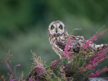 Short Eared Owl, Image by Adrian Langdon