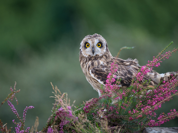 Short Eared Owl, Image by Adrian Langdon