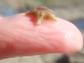 Starfish found on rockpooling session in Cape Cornwall, Image by Jenn Sandiford