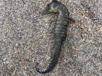 Seahorse found on the north Cornwall coast sent to Cornwall Wildlife Trust's Marine Strandings Network team, Image by Mike Ellery - Copy.jpg