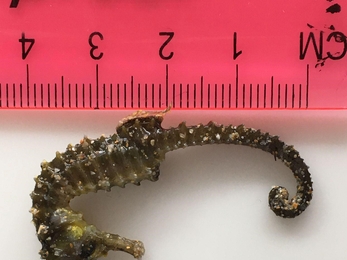 Seahorse found on the north Cornwall coast and sent to Cornwall Wildlife Trust's Marine Strandings Network team, Image by Mike Ellery