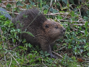 Juvenile beaver at The Cornwall Beaver Project, Image by Adrian Langdon