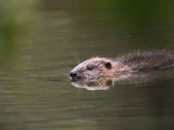 Beaver kit swimming at The Cornwall Beaver Project, Image by Adrian Langdon