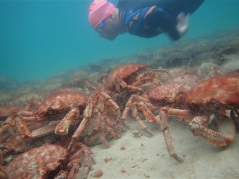 Snorkeller and spider crabs. Image by Matt Slater