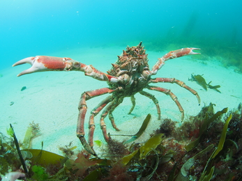 Huge spider crab pictured in Newquay amid reports of mass gatherings sent to Cornwall Wildlife Trust, Image by Matt Slater