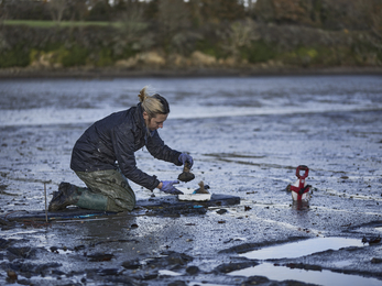 Cornwall Wildlife Trust's Seagrass Project Officer Sophie Pipe placing hessian bags into mudflats at the Trust's Fal-Ruan nature reserve, Image by Seasalt Cornwall