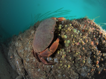 Brown crab and jewel anemones underwater, Image by Cornwall Wildlife Trust's Marine Conservation Officer Matt Slater