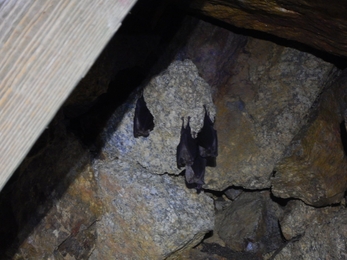 Greater horseshoe bats in a cave