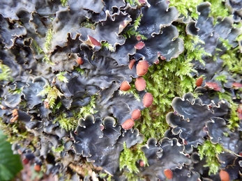 A close up of black lichen with brown blobs on the edges on a mossy tree