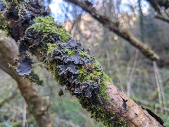 Close up of black flowery-edged lichen and moss on a tree branch