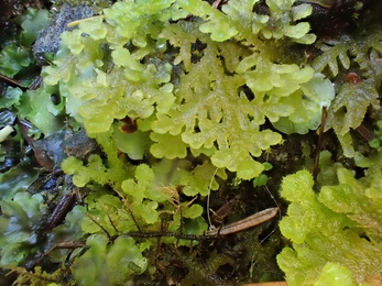  A close-up of bright green, lacy-textured moss growing on a dark, wet surface.