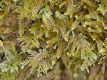 A close-up of light brown and green mossy plants with feathery, overlapping fronds