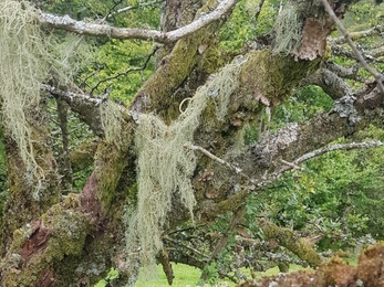Stringy lichen hanging off a tree in a mossy woodland