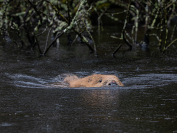 A beaver swimming with just the top half of its face and its back visible above the water