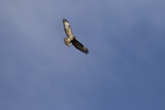 Cornwall Wildlife Trust - Five frequently sighted birds of prey in