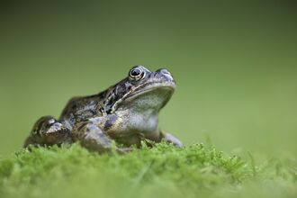 Common frog perched on a mound of moss