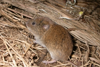 Field vole