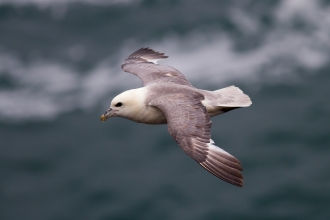 Cornwall Wildlife Trust - Five frequently sighted birds of prey in