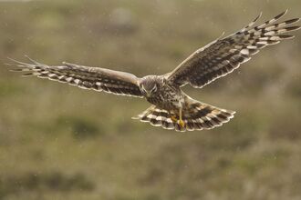 Birds Of Prey Cornwall Wildlife Trust