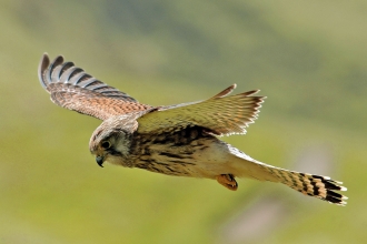 Birds of Prey on the Dunes - Dynamic Dunescapes