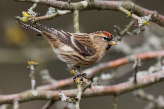 Lesser Redpoll