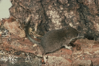 Pygmy shrew