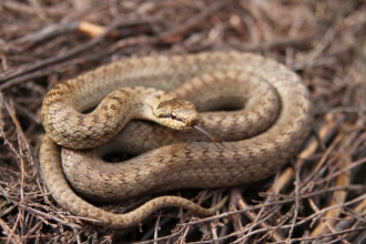 Smooth snake