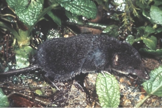 Water shrew