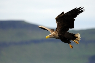 Cornwall Wildlife Trust - Five frequently sighted birds of prey in