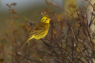 Yellowhammer