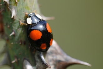 Harlequin Ladybird