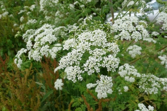 Hemlock