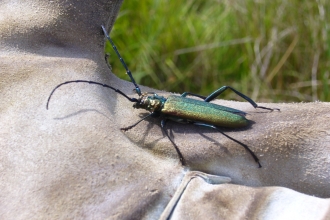 Musk Beetle