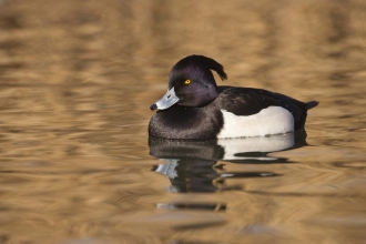 Tufted Duck